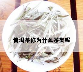 普洱茶称为什么茶类呢