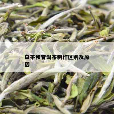 白茶和普洱茶制作区别及原因