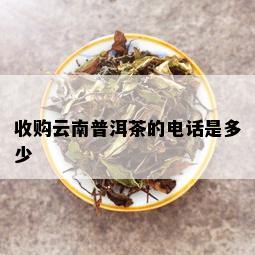 收购云南普洱茶的电话是多少