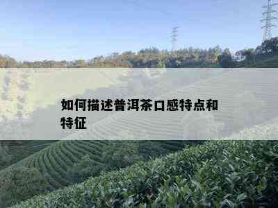 如何描述普洱茶口感特点和特征