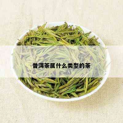 普洱茶属什么类型的茶