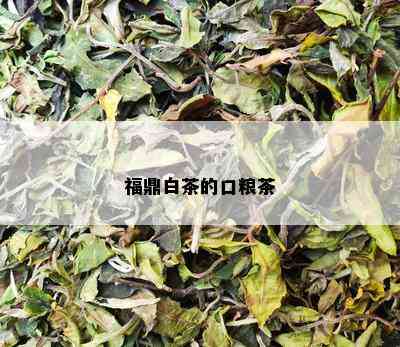 福鼎白茶的口粮茶