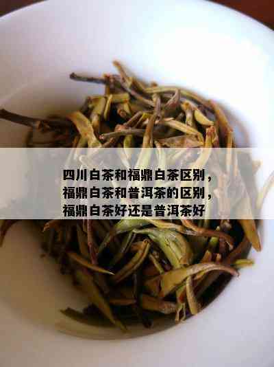 四川白茶和福鼎白茶区别，福鼎白茶和普洱茶的区别，福鼎白茶好还是普洱茶好