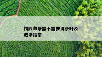 福鼎白茶需不需要洗茶叶及泡法指南