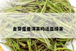 金芽是普洱茶吗还是绿茶