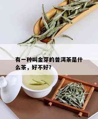 有一种叫金芽的普洱茶是什么茶，好不好？