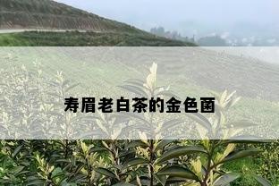 寿眉老白茶的金色菌