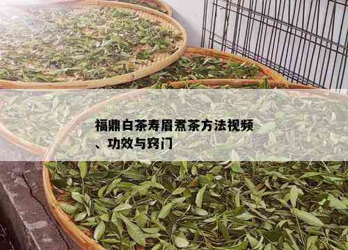 福鼎白茶寿眉煮茶方法视频、功效与窍门