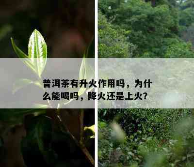 普洱茶有升火作用吗，为什么能喝吗，降火还是上火？