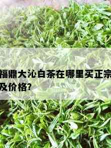 福鼎大沁白茶在哪里买正宗及价格？