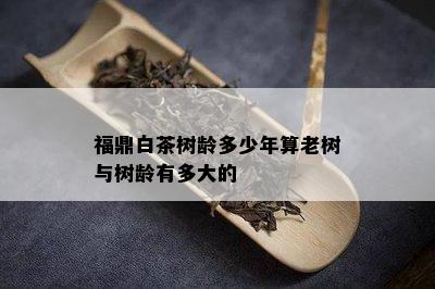 福鼎白茶树龄多少年算老树与树龄有多大的