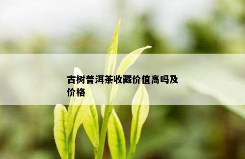 古树普洱茶收藏价值高吗及价格