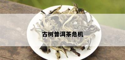 古树普洱茶危机