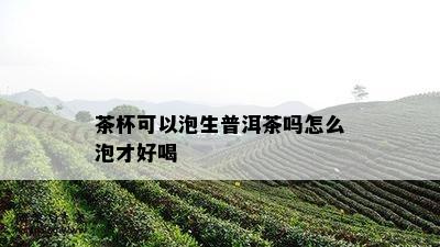 茶杯可以泡生普洱茶吗怎么泡才好喝