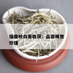 福鼎秋白茶收获：品尝稀世珍馐