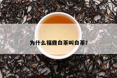 为什么福鼎白茶叫白茶？