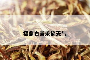 福鼎白茶采摘天气