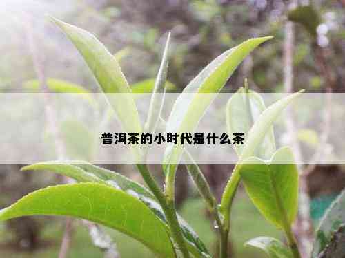 普洱茶的小时代是什么茶