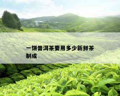 一饼普洱茶要用多少新鲜茶制成