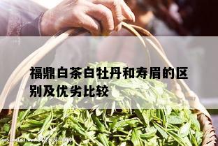 福鼎白茶白牡丹和寿眉的区别及优劣比较