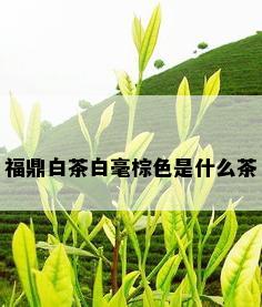 福鼎白茶白毫棕色是什么茶