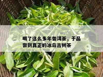 喝了这么多年普洱茶，于品尝到真正的冰岛古树茶