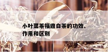 小叶菜茶福鼎白茶的功效、作用和区别