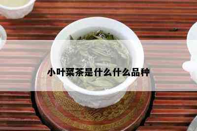 小叶菜茶是什么什么品种