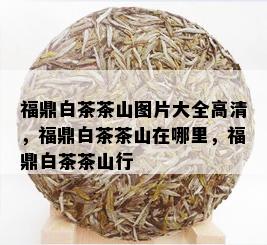 福鼎白茶茶山图片大全高清，福鼎白茶茶山在哪里，福鼎白茶茶山行