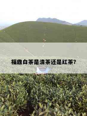 福鼎白茶是清茶还是红茶？