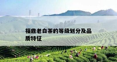 福鼎老白茶的等级划分及品质特征