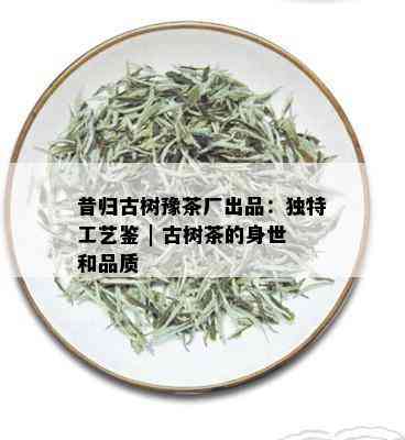 昔归古树豫茶厂出品：独特工艺鉴 | 古树茶的身世和品质