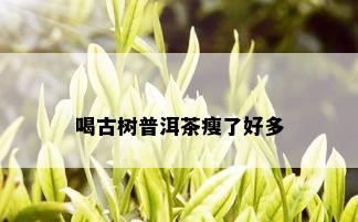 喝古树普洱茶瘦了好多