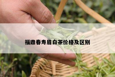 福鼎春寿眉白茶价格及区别