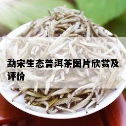 勐宋生态普洱茶图片欣赏及评价