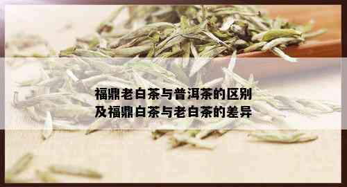 福鼎老白茶与普洱茶的区别及福鼎白茶与老白茶的差异