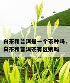 白茶和普洱是一个茶种吗，白茶和普洱茶有区别吗