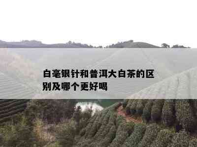 白毫银针和普洱大白茶的区别及哪个更好喝