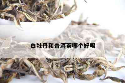 白牡丹和普洱茶哪个好喝