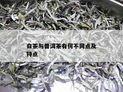 白茶与普洱茶有何不同点及特点