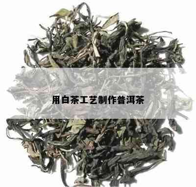 用白茶工艺制作普洱茶