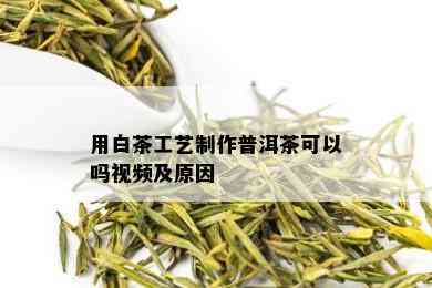 用白茶工艺制作普洱茶可以吗视频及原因