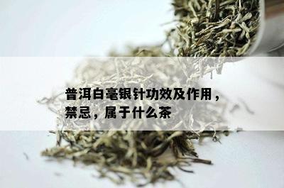 普洱白毫银针功效及作用，禁忌，属于什么茶