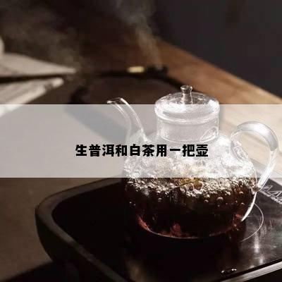 生普洱和白茶用一把壶