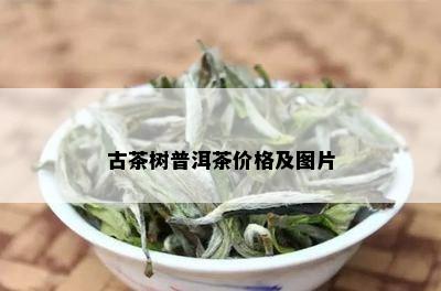 古茶树普洱茶价格及图片