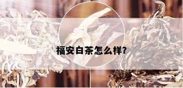 福安白茶怎么样？