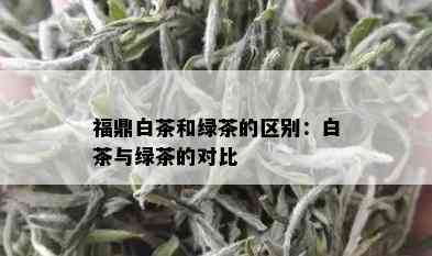 福鼎白茶和绿茶的区别：白茶与绿茶的对比