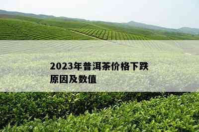 2023年普洱茶价格下跌原因及数值