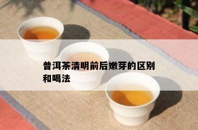 普洱茶清明前后嫩芽的区别和喝法