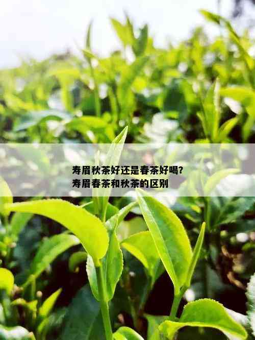 寿眉秋茶好还是春茶好喝？寿眉春茶和秋茶的区别